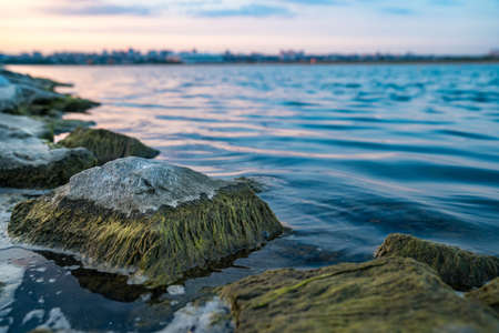 the stones in the water of the river are covered with green ooze.