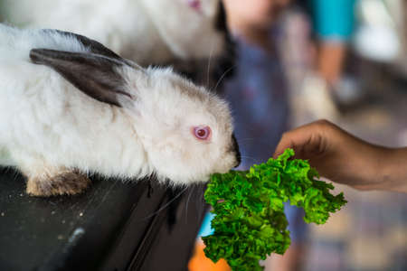 white rabbit eating out of children's hands. props a magician for a performance at the festival for children.