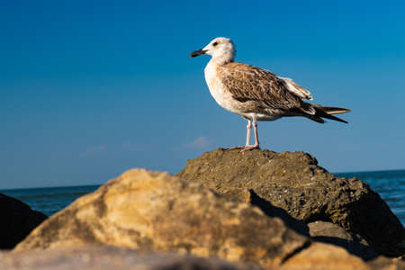 a gull on the rocks against the background of a calm sea in summerの写真素材