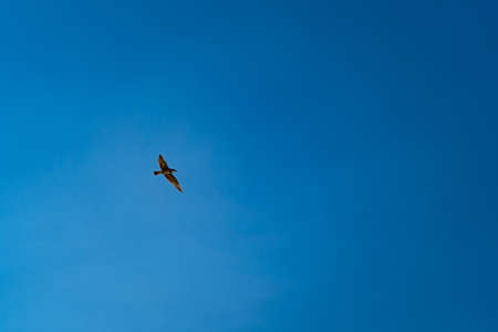 a Seagull flies in the blue cloudless summer sky over the seaの写真素材