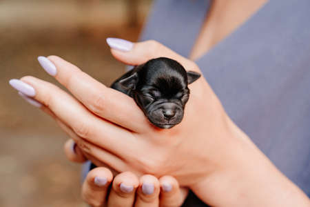brown tiny newborn Chihuahua puppy in the hands. cute Pets. friendship of people and animals. the care of babies.の写真素材