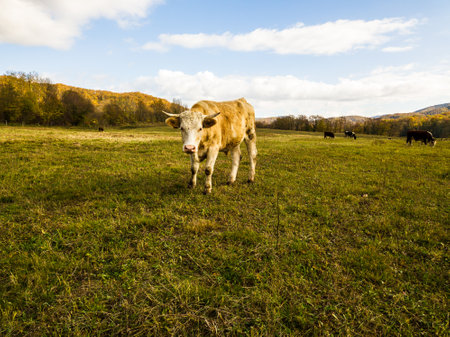 bulls on pasture in autumn.cattle in field. livestock and farmingの写真素材