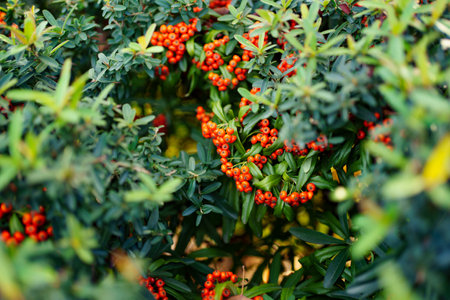 decorative rowan shrub with orange berries. beauty of nature.の写真素材