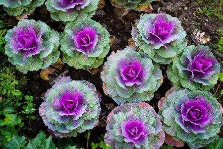 Decorative cabbage, an unusual solution for flowerbeds.Original landscape designの写真素材