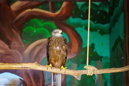 a black kite sits in an aviary at the zoo. birds of prey in captivity.の写真素材