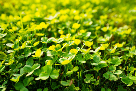 selective focus. Clover. green grass. background with the texture of the lawn.の写真素材