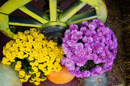 autumn scenery in the garden or park for Halloween.の写真素材