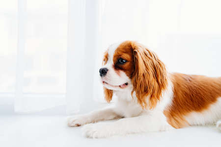 Cavalier King Charles Spaniel - a breed of companion dogs on the windowsill.