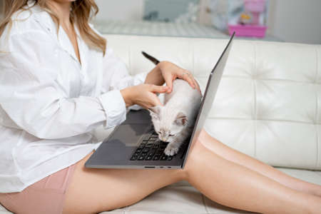 A beautiful woman with a little white kitten works on couch behind a laptop.の写真素材
