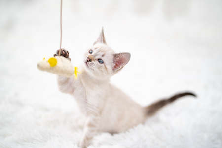 A little white kitten plays with a toy mouse on a rope.の写真素材