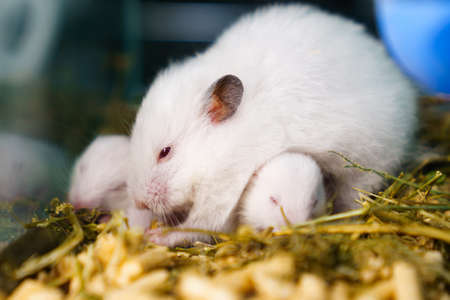 white Syrian hamster with toddlers in cage.の写真素材