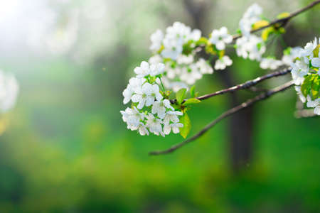 tree branch in cherry orchard in spring. walk among the flowering trees.
