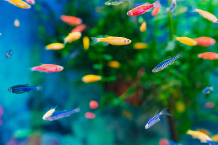 Danio small, fast fish with unusual colors.の写真素材