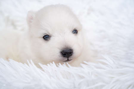 cute white Japanese spitz puppy. thoroughbred dog on a fluffy white coverlet.の写真素材