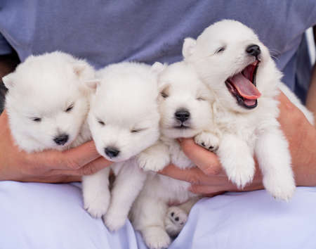 sleepy Japanese Spitz puppies in the hands of a man. cute white fluffy dogs.