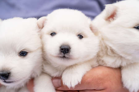 Japanese Spitz puppies in the hands of a man. cute white fluffy dogs.