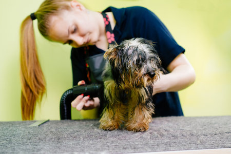 Groomer dries with a hairdryer and combs of Yorkshire Terrierの写真素材