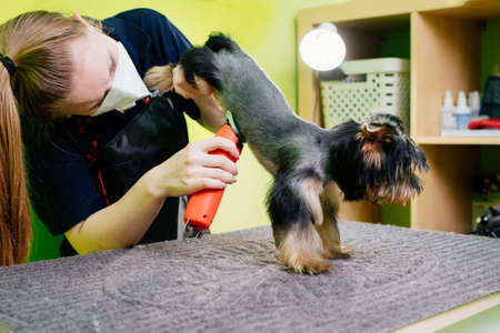 Groomer cuts of Yorkshire Terrier by haircut machine for animals.の写真素材