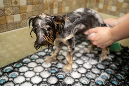 Groomer combs by brush of Yorkshire Terrier after washing