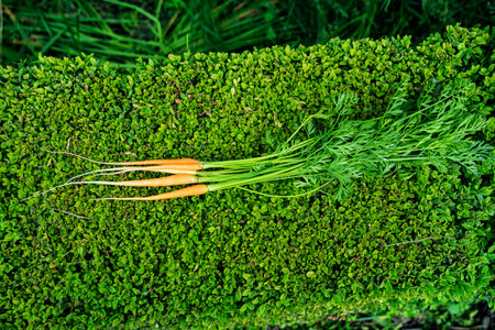 little carrot on the green foliage of the bush. harvesting an early harvestの写真素材