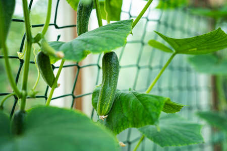 young little cucumbers on the bushes in the greenhouse.の写真素材