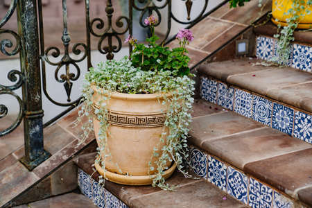 flowers in pots on stairs to entrance to building. decoration of exteriorの写真素材