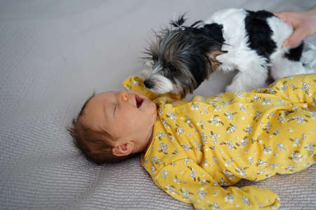 the dog looks with curiosity and sniffs the newborn baby