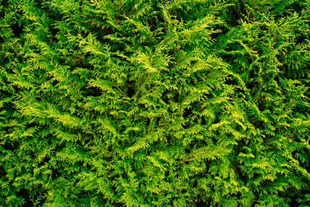 green branches of thuja. evergreen coniferous plant.