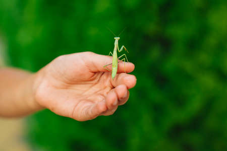 mantis on the hand of a man. insect pest. nature.の写真素材