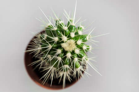 top view. a small potted cactus on a gray background. houseplants.