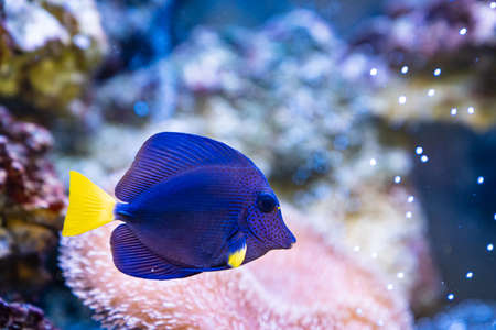 yellow-tailed zebrasoma is sea fish with purple-blue body and bright yellow tailの写真素材