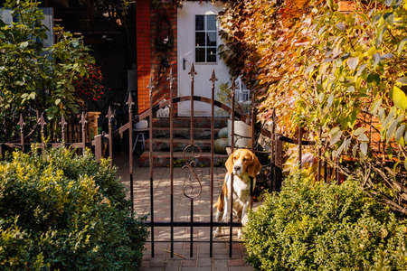 purebred dog behind a fence in the yard of the house. Basset Hound.