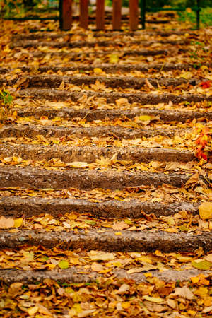 fallen autumn foliation on the stairs. walks in the autumn park.の写真素材