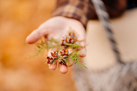 cones on twigs of thuja in the hands of a woman