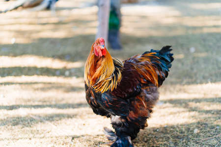 Beautiful multi-colored thoroughbred cock on a bird farm.の写真素材