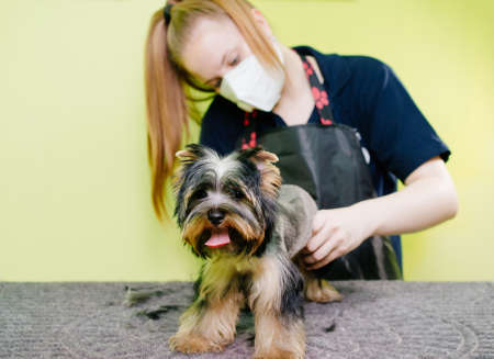 Groomer makes shearing of Yorkshire Terrier by scissors. extras at the pet storeの写真素材