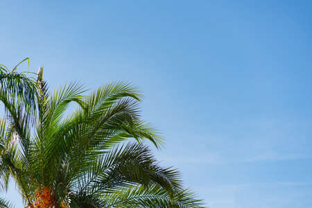 branches of a palm tree against a blue sky. vegetation of the tropics.の写真素材