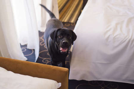 a big black dog by the bed. a Labrador puppy in the houseの写真素材