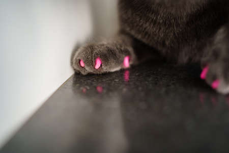 paw of gray cat of Chartreux breed with pink lacquered claws. pets in the familyの写真素材