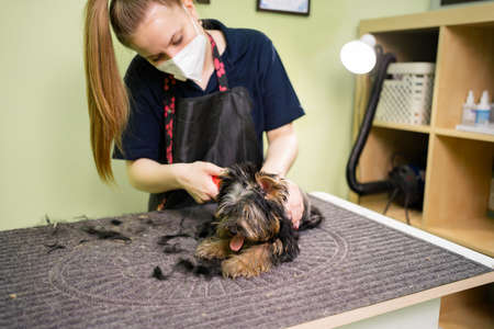 Groomer cuts of Yorkshire Terrier by haircut machine for animals.