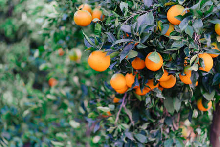 garden of orange trees. branches with citrus fruit.の写真素材