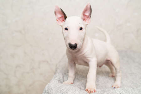 cute mini bull terrier puppy on a gray blanket.の写真素材