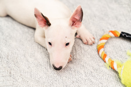 cute mini bull terrier puppy playing with toy on a gray blanket.の写真素材