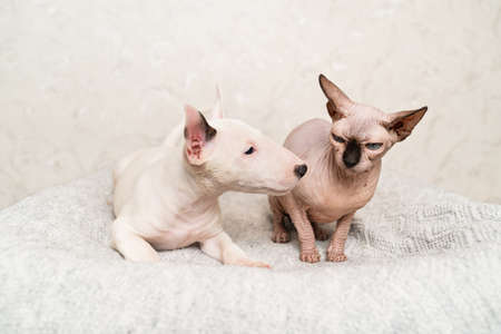 a mini bull terrier puppy and a Canadian Sphynx cat together on a gray blanket.の写真素材