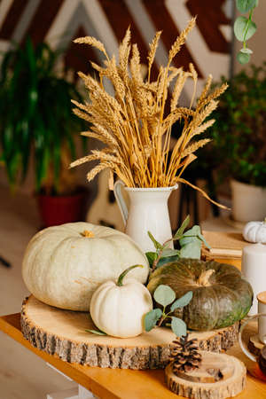 pumpkins and a vase of ears of wheat in the kitchen decor.の写真素材