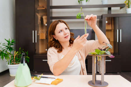 woman roots indoor plant sprouts in special glass flasks. housewife grows plants
