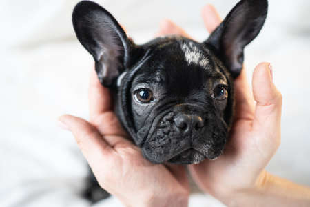 womens hands gently hold the head of a black and white French Bulldog puppy.