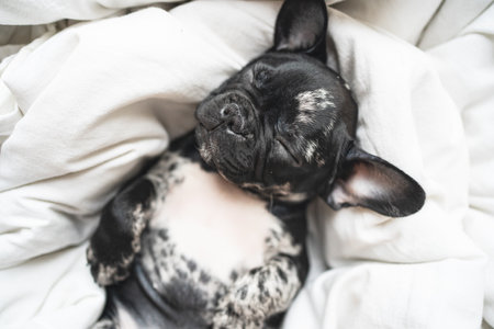top view. sleeping black and white french bulldog puppy on the white blanketの写真素材