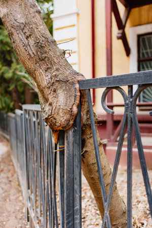the trunk of a tree ingrown into a metal fence.の写真素材