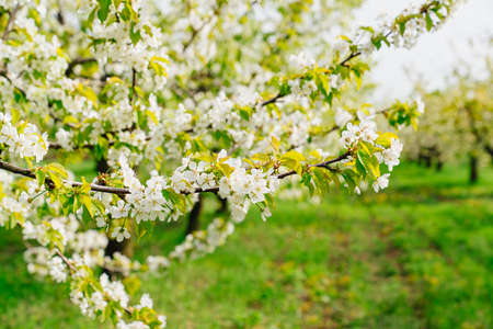 flowering spring sweet cherry orchard. farming and horticulture.